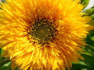 decorative sunflower cultivar teddy bear flower close up