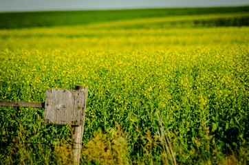 Low angle shot of a yellow mustard field