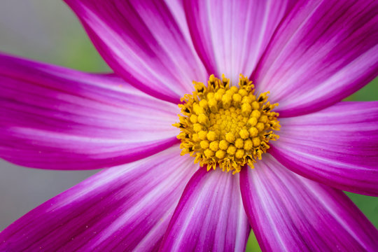 Close-up of Magenta and White Cosmos Flower