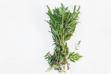 Ragweed bushes. Ambrosia artemisiifolia dangerous allergy-causing plant on a white wooden background . Weed bursages and burrobrushes whose pollen is deadly for allergy sufferers