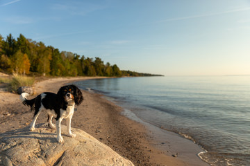 A Cavalier King Charles spaniel posing on a boulder on the shore