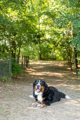 A Bernese mountain dog laying on a dirt path