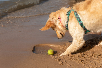 A golden retriever playing with a tennis ball in the sand