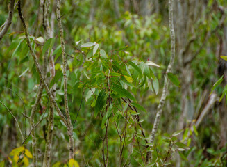 Eucalyptus Saplings