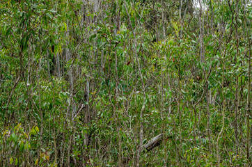 Eucalyptus Sapling Grove