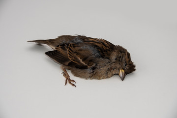 A dead sparrow lies on the side of the road against a background of grass. The bird died from the disease.