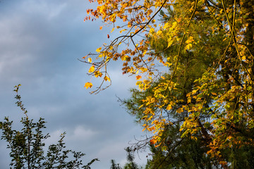Autumn trees backgorund - yellow autumn tree tops against blue sunny sky. Autumn natural view of golden autumn forest trees. Autumn background
