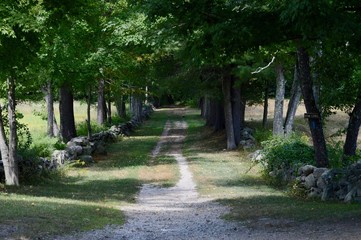 Fototapeta premium pathway in wooded park
