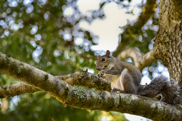 Naklejka na ściany i meble Esquilo se alimentando em cima dos galhos de uma árvore