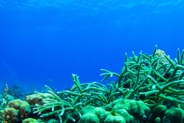 A collection of staghorn coral growing out of the reef