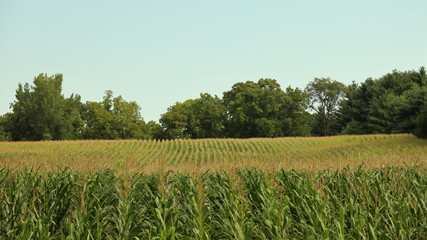 Fototapeta na wymiar Standing green corn field with silks and tassels surrounded by trees in central Iowa; copy space