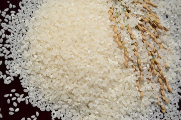 精米した新米