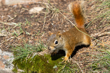 Naklejka na ściany i meble North American Red Squirrel on all fours on forest floor