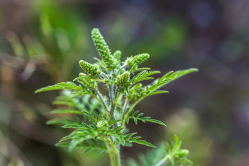 Ragweed bushes. Ambrosia artemisiifolia dangerous allergy-causing plant to meadow among summer...