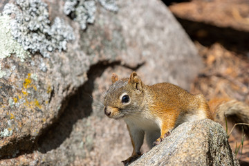 American Red Squirrel posing with all four legs on rocky outcrop
