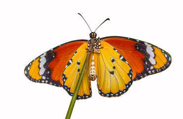 Macro shots, Beautiful nature scene. Closeup beautiful butterfly sitting on the flower in a summer garden. . Monarch, Danaus plexippus is a milkweed butterfly (subfamily Danainae) in the family Nympha