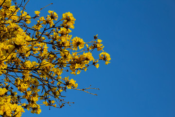 Detalhe de galhos de ipê amarelo florido com céu azul e espaço para texto.