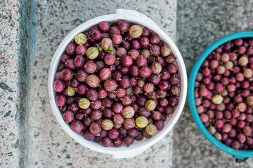  fresh summer bucket of gooseberries