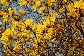 Detalhe de galhos com flores de ipê amarelo com céu azul ao fundo.