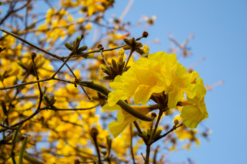 Detalhes de cachos de flores de ipê.