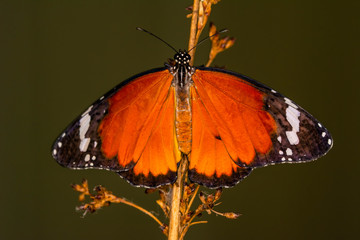 Macro shots, Beautiful nature scene. Closeup beautiful butterfly sitting on the flower in a summer garden. . Monarch, Danaus plexippus is a milkweed butterfly (subfamily Danainae) in the family Nympha