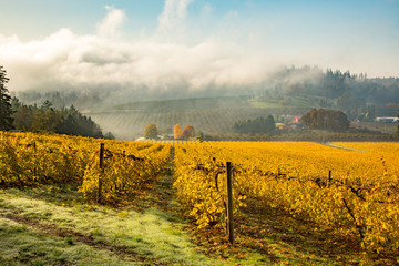 Fototapeta na wymiar A vineyard near Salem, Oregon in the fall season. Leaves have turned a yellow hue.