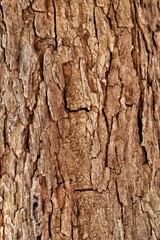 tree bark texture