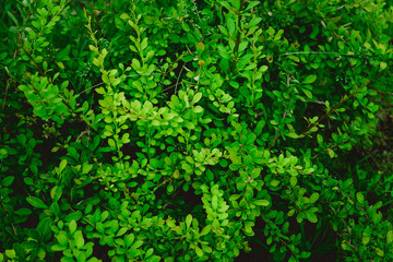 green leaves background. High quality photo