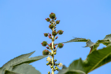 Castor beans plant on field in Brazil