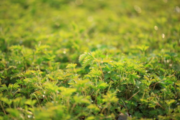 Grass background, green background