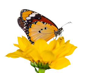 Macro shots, Beautiful nature scene. Closeup beautiful butterfly sitting on the flower in a summer garden. . Monarch, Danaus plexippus is a milkweed butterfly (subfamily Danainae) in the family Nympha