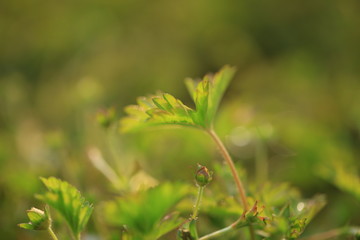 Grass background, green background