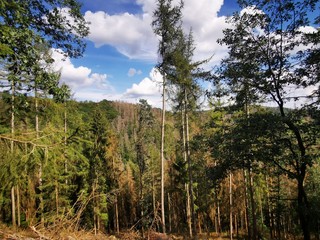 Obraz premium forest and sky