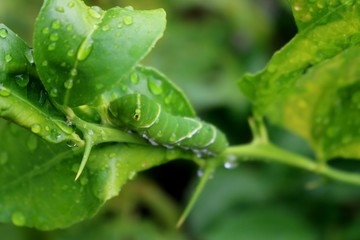 今年はライムの木に現る　蝶の幼虫　夏