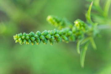 Ragweed bushes. Ambrosia artemisiifolia dangerous allergy-causing plant to meadow among summer herbs. Weed bursages and burrobrushes whose pollen is deadly for allergy sufferers