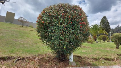 ARBUSTO FRONDOSO Y PEQUE&Ntilde;O