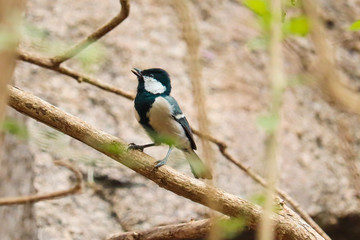 The Japanese tit, also known as the Oriental tit, is a passerine bird which replaces the similar great tit in Japan and the Russian Far East beyond the Amur River, including the Kuril Islands