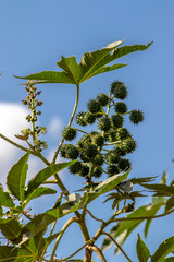 Castor beans plant on field in Brazil