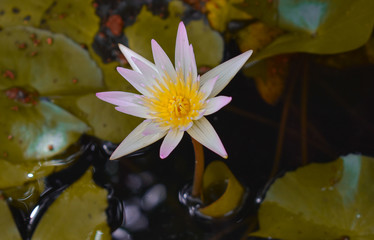 Nymphaeaceae is a family of flowering plants, commonly called water lilies. They live as rhizomatous aquatic herbs in temperate and tropical climates around the world. The family contains five genera 