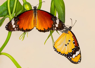 Macro shots, Beautiful nature scene. Closeup beautiful butterfly sitting on the flower in a summer garden. . Monarch, Danaus plexippus is a milkweed butterfly (subfamily Danainae) in the family Nympha