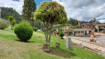 ARBOL DE LA SABANA CUNDI-BOYASENSE COLOMBIA 