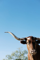 Texas Longhorn cow portrait with copy space on blue sky background, horned animal close up in...