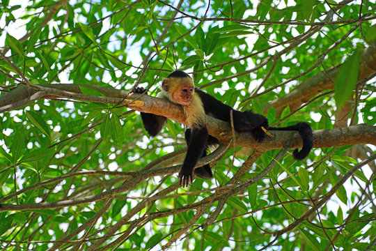 A white-headed capuchin monkey (cebus capucinus) on a tree  in Peninsula Papagayo, Guanacaste, Costa Rica