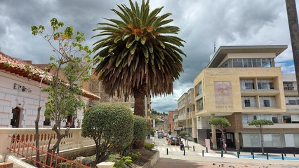 palma Paipa Boyaca, Colombia
