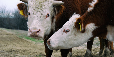 Hereford cow reaching for bull in a field