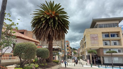 Palma en el Centro de la Ciudad, Piapa Colombia