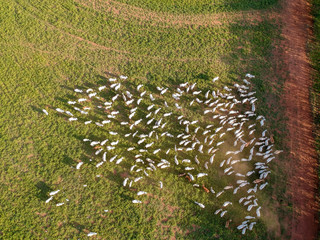 Aerial view of Nelore cattle on pasture in Brazil
