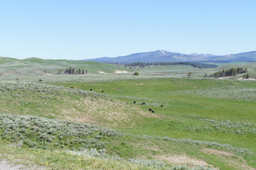 Wild Buffalos in Yellowstone National Park