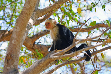 A white-headed capuchin monkey (cebus capucinus) on a tree  in Peninsula Papagayo, Guanacaste, Costa Rica