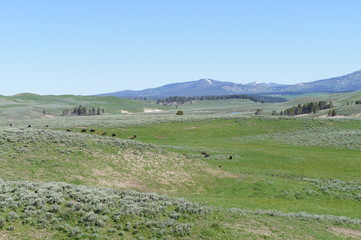 Wild Buffalos in Yellowstone National Park